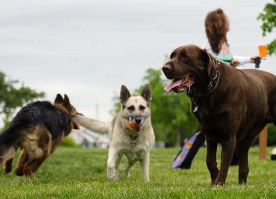 Three dogs playing in a grassy field.