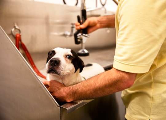 A dog is getting a haircut from a person in a yellow shirt.