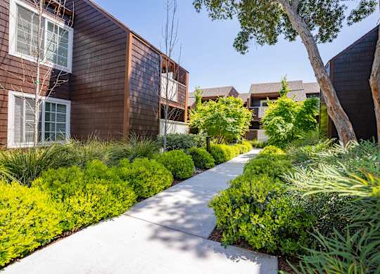 Tree-lined walkway at Sunnyvale apartment community with lush greenery