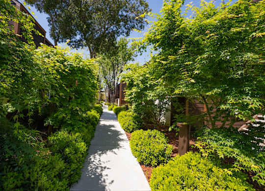 Tree-lined walkway at Sunnyvale apartment community with lush greenery