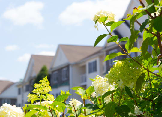 a house in the background with flowers in the foreground