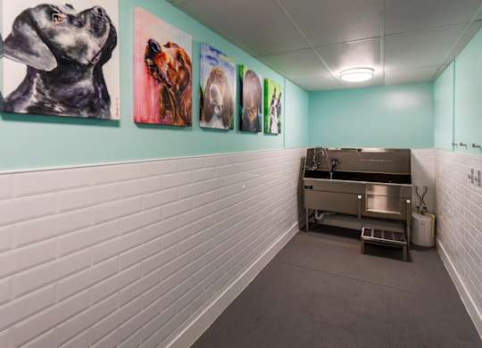 Photo of pet spa