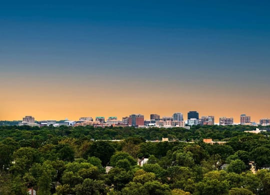 a view of the city skyline from above a forest of trees
