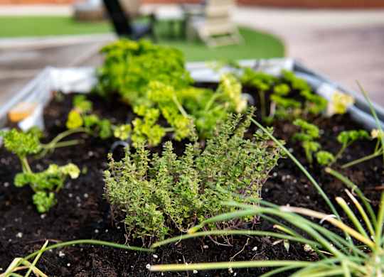 Herb Garden