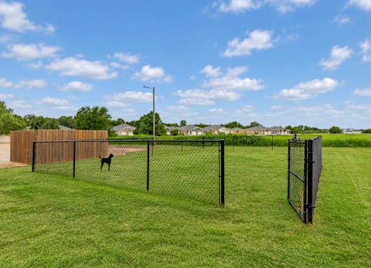A dog is standing in a fenced area.