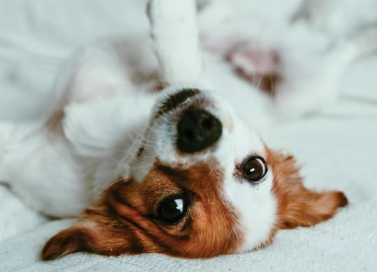 A brown and white dog lying upside down on a white bedspread, one paw tucked up, looking back toward the camera.