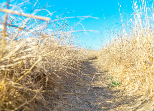 Chino Hills State Park