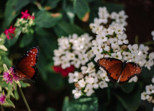 Beautiful Butterflies at Butterfly Wonderland