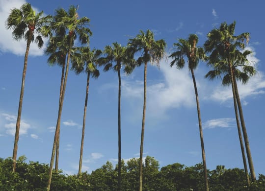 Sunny Orlando