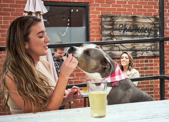 Take your pets to the outdoor areas at the local Pharmacy Bottle + Beverage near Novel Cary