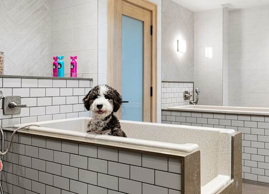 Pet spa with tiled washing stations where furry friends can enjoy a bath
