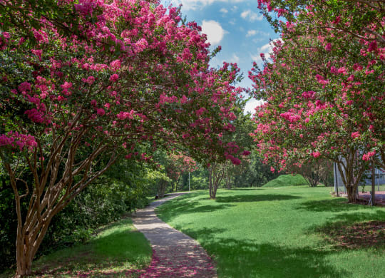 a path in a park with pink flowering trees