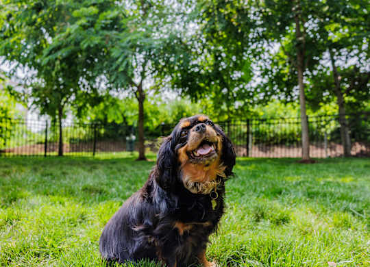 A black and tan dog with a shiny coat is sitting in the grass.