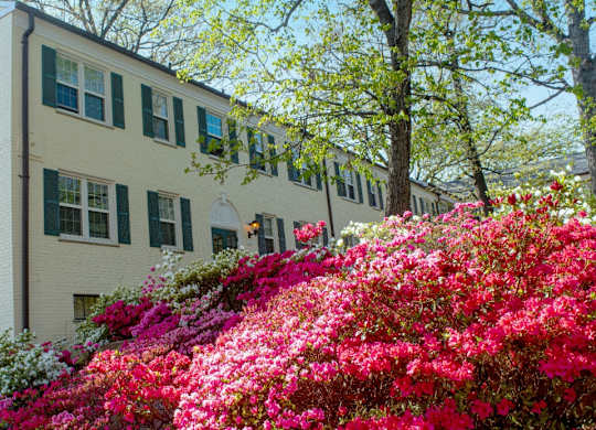 A white building with green shutters and a tree with pink flowers in front.