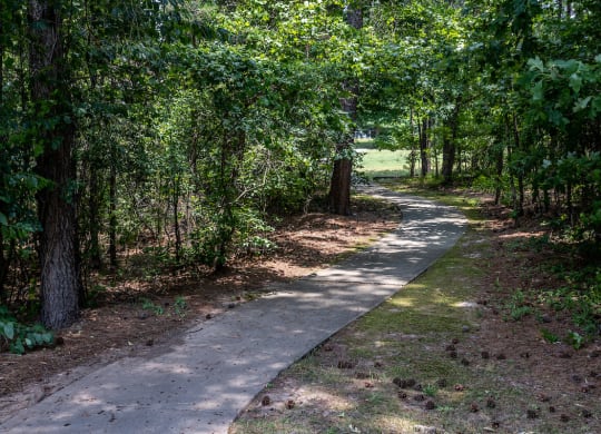 a path through the woods
