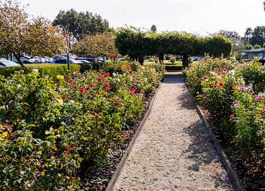 Rose garden path at The Grove at Walnut Creek Apartments in Walnut Creek, CA.