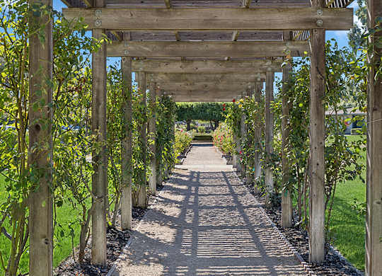 Walkway with a pergola with trees on both sides at Walnut Creek Manor Apartments in Walnut Creek, CA