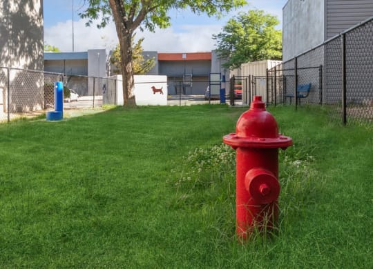 Community Dog Park with Agility Equipment at Indigo Park Apartments in Albuquerque, NM.