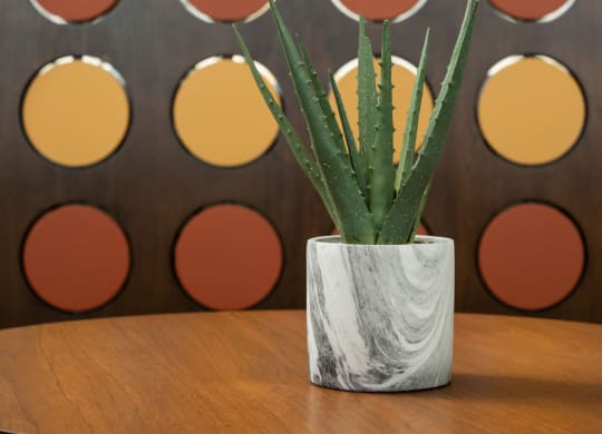 an aloe vera plant in a white vase on a wooden table in front of