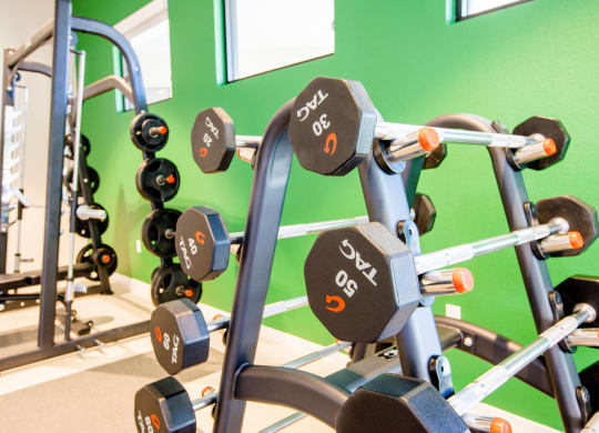 a row of dumbbells in a gym