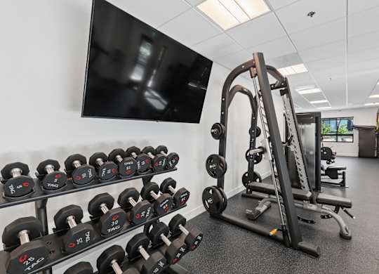 A gym with a row of dumbbells and a bench press.