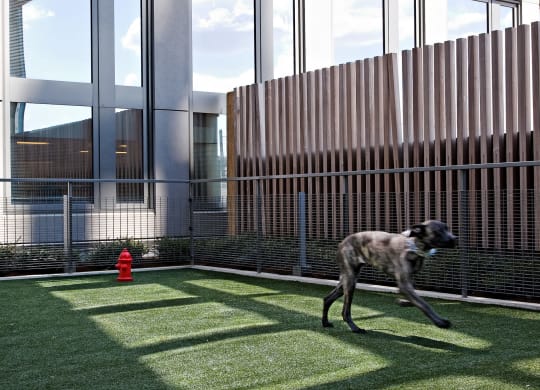 Photo of dog park
