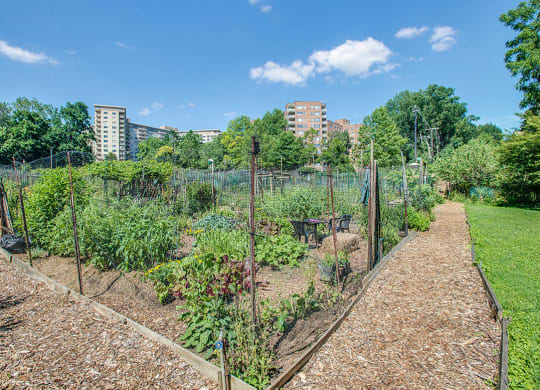Nearby community garden at Park Crest Apartments, District of Columbia 20007