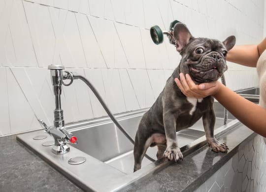 a dog is being washed in a kitchen sink