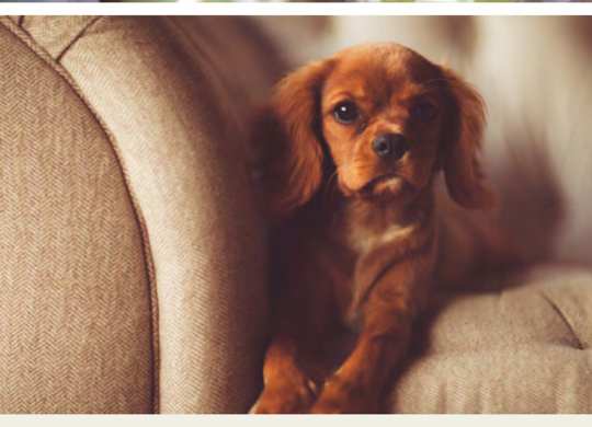 Pet Friendly Community at Retreat at Ironhorse, Franklin, 37069