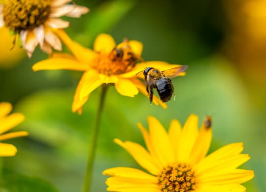 a bee on a yellow flower