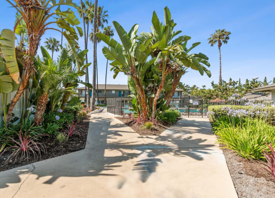 a sidewalk with palm trees and a building in the background at Terramonte Apartment Homes, California