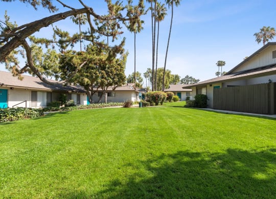 Grassy area in between apartments with palm trees and bushes in the back at Terramonte Apartment Homes, Pomona, 91767