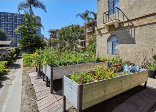 a community garden in front of a building at Huntington Terrace North Senior, California, 92648