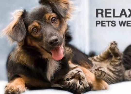 A dog is lying on its back with its tongue out and a cat lying on its back next to it.