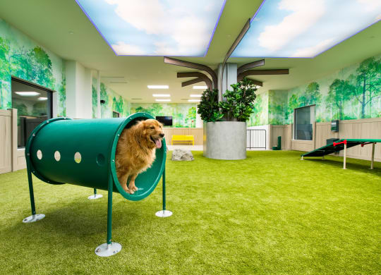 a dog is in a green suitcase in an office