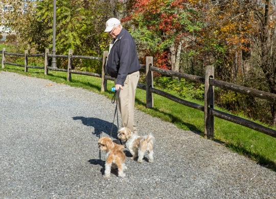 Dog Friendly Community