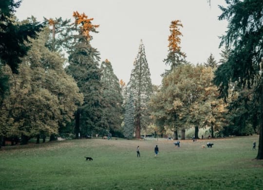 a group of people playing in a park