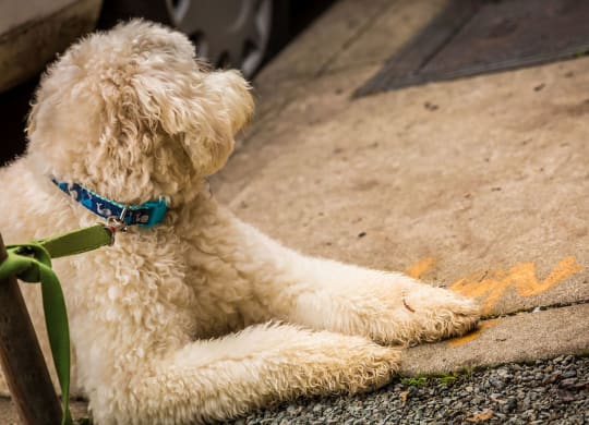4730 California Apartments Dog On Leash Laying on Sidewalk