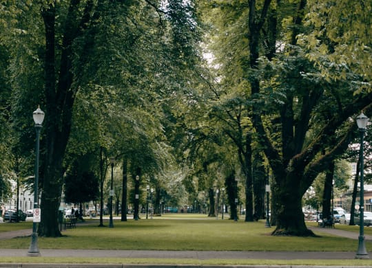 a park with green grass and trees and street lamps