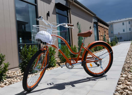 Palomino Cruiser