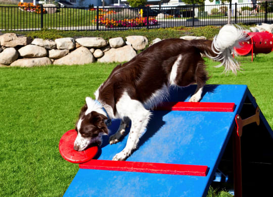River House Apartments Dog Park Dog on Ramp
