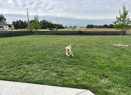 Dog running in fenced pet friendly yard at Copper Creek Homes Apartments, Maize, 67101