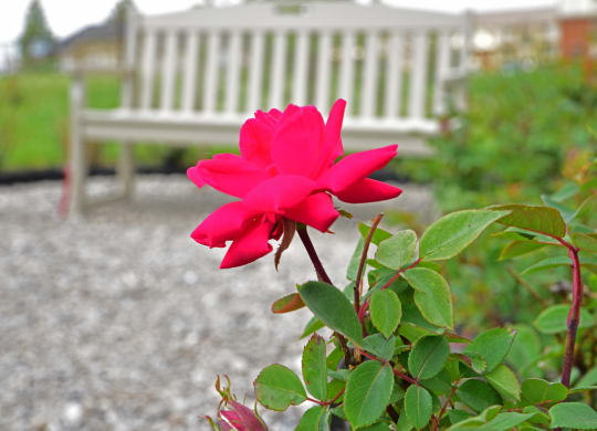 Edward Rose and Sons Rose Garden  at Perry Place Apartments, Michigan