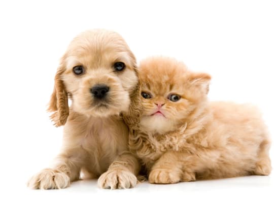 Dogs and Cats are Welcome at Windmill Lakes Apartments, Holland, 49424