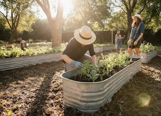 A man in a hat is tending to plants in a garden bed.