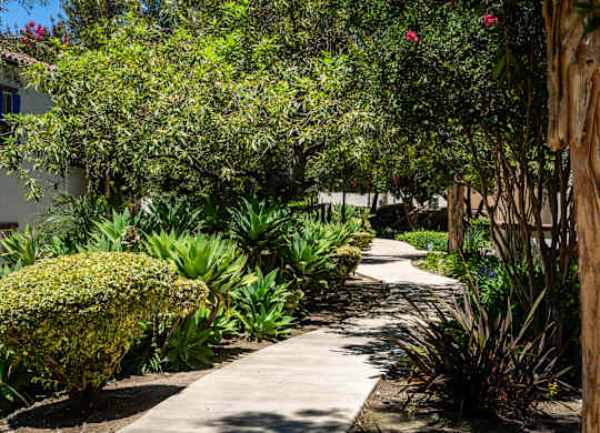 A pathway surrounded by green plants and trees.