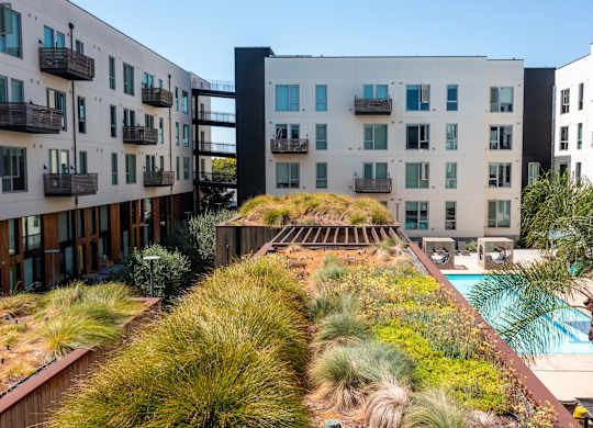 A pool is surrounded by a grassy area and palm trees.