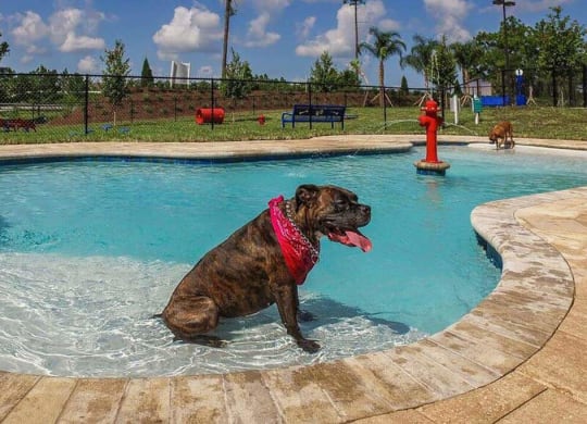 a dog sitting in a pool with a red fire hydrant in the background  at Palm Bay Club, Jacksonville, 32258