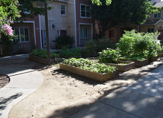 Community Garden at Lemon Hill