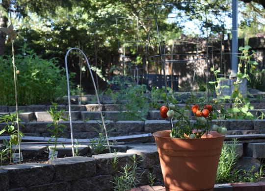 Moore Village Mutual Housing Community community garden bed